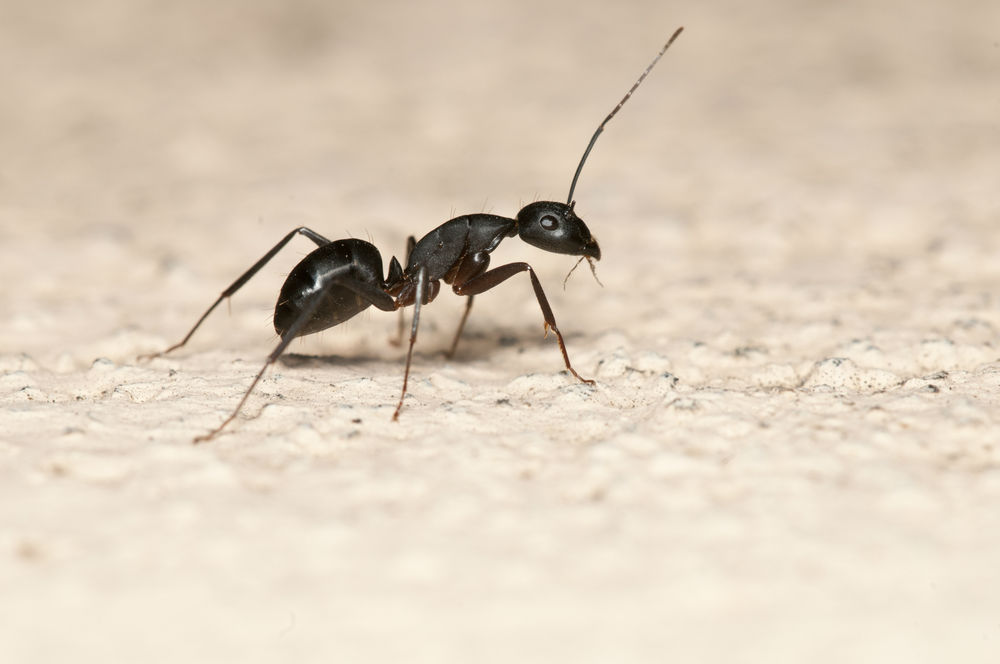 Top 5 Ant Extermination Options