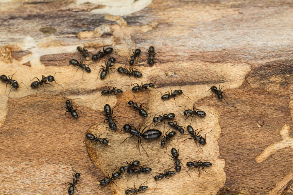 Top 3 Carpenter Ant Control Options