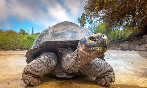 The Best Galapagos Vacation Packages