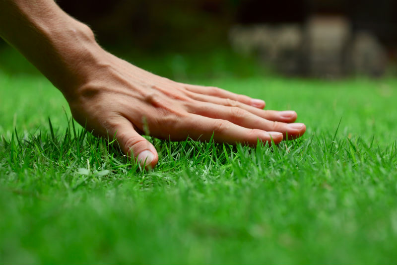 Finding the Best Home Lawn Service