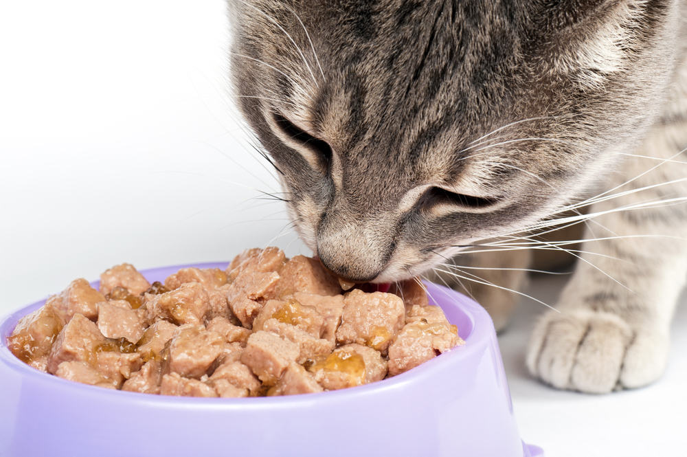 Finding the Best Cat Food Coupons