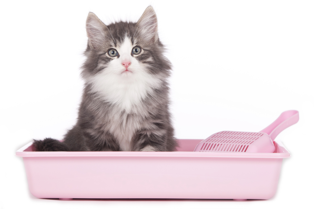 Best Cat Litter Boxes Available Right Now