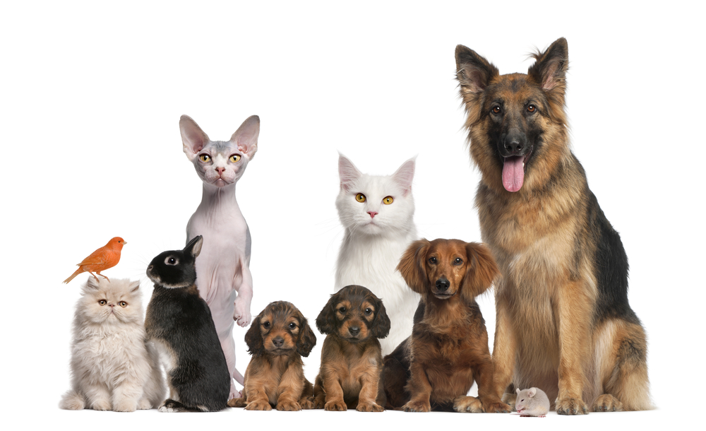 Top 5 Pet Supply Companies